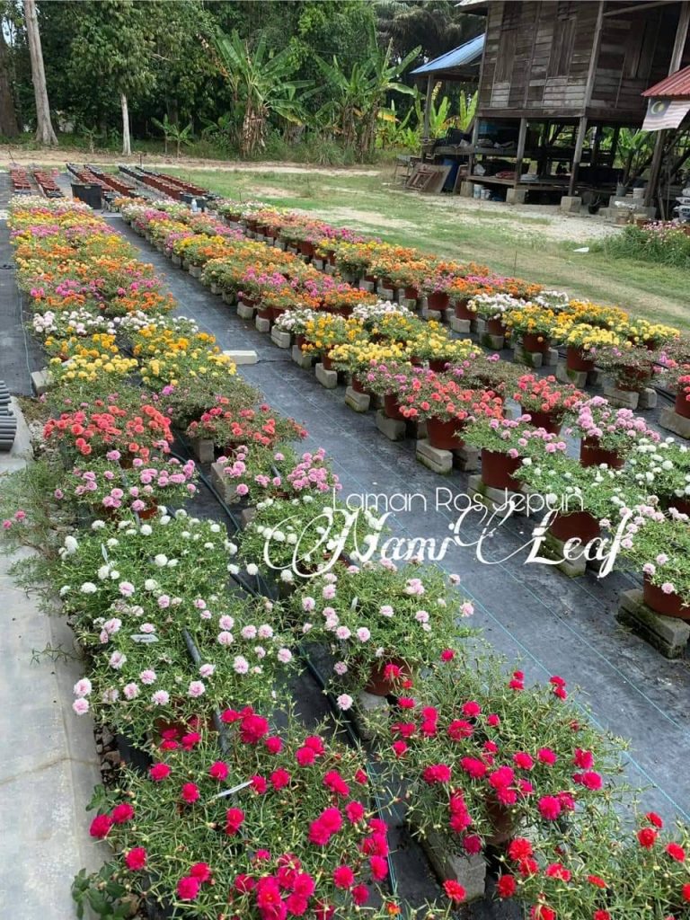 Tanam Ros Jepun Nak Berbunga Lebat & Gemuk-gemuk