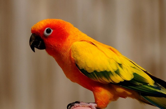 Pandai Betul Burung Kakak Tua Ni Baca Surah Al-fatihah. Tercuit Hati Netizen