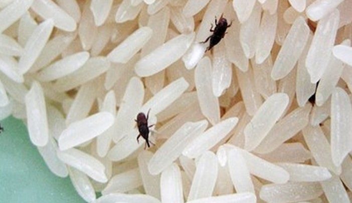 7 Cara Mudah Hilangkan Kutu Beras
