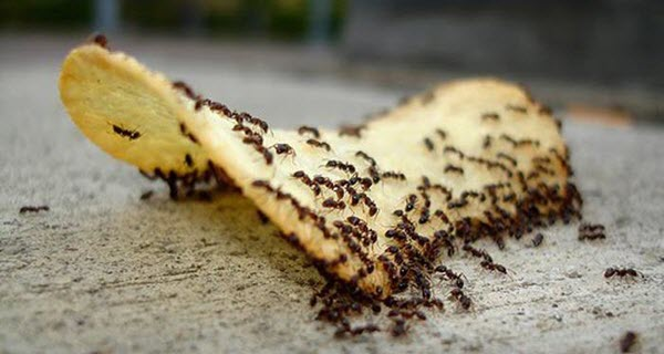 10 Cara Halau Semut Dari Rumah Menggunakan Bahan Mudah