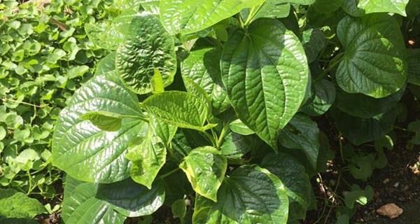 Sungguh Tak Sangka Khasiat Daun Kaduk Boleh Menurunkan Kolestrol Secara Semulajadi