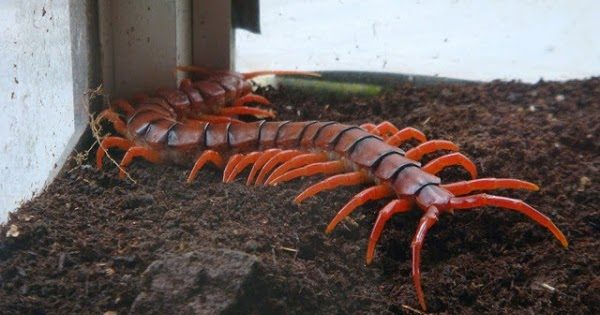 10 Tip Atau Petua Di Gigit Serangga Berbisa Termasuk Lipan