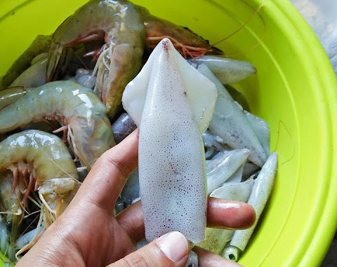 Cara Memilih Sotong Yang Segar Dan Sedap Dimasak