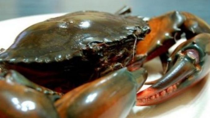 Cara Nak Pilih Ketam Segar, ‘Manis’ & Banyak Isi