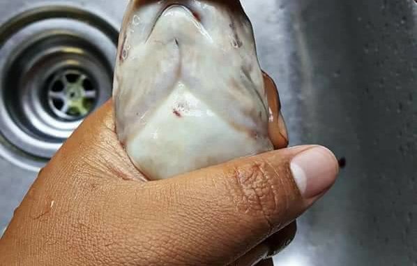 Cara Sebenar Siang Ikan Keli, Kena Buang Darah Beku Barulah Tak Hanyir & Berbau Selepas DiMasak