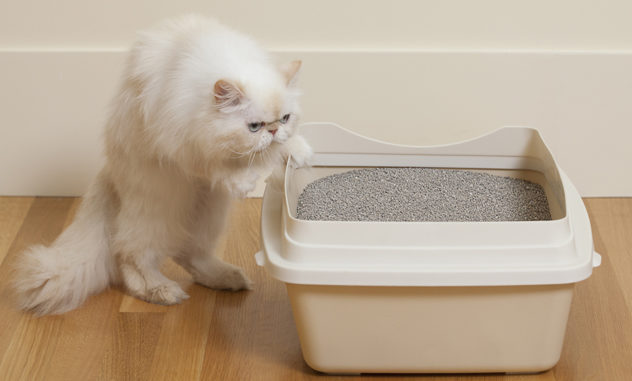 Pening Bila Kucing Berak & Kencing Bersepah? Baca 6 Cara Ini