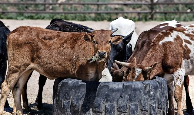 Tips Makan Daging Yang Disarankan Oleh Doktor