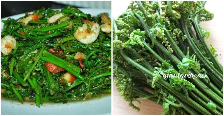 Amalkan Makan Pucuk Paku, Mampu Cegah Penyakit Gout Dan Kurangkan Kolestrol Dalam Badan