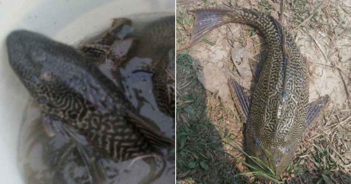 Ikan Cuci Cermin Membantu Kurangkan Sengsara Pesakit Ekzema, Boleh Cuba Petua Tradisional Ni