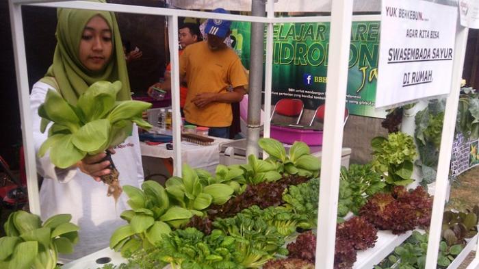 Wanita Ini Kongsi 9 Langkah Tanam Sayur Guna Botol Mineral, Jimat & Senang