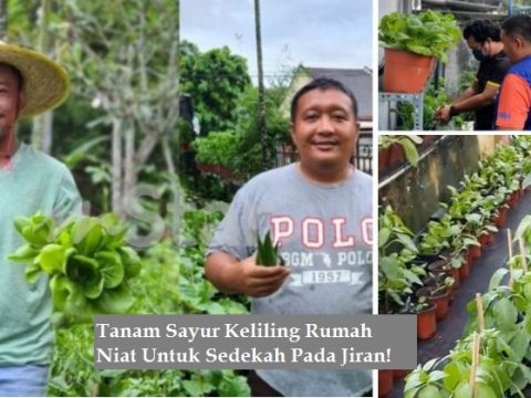 Tanam Sayur Keliling Rumah Niat Untuk Sedekah Pada Jiran! “Siapa Nak Ambil Sahaja…”