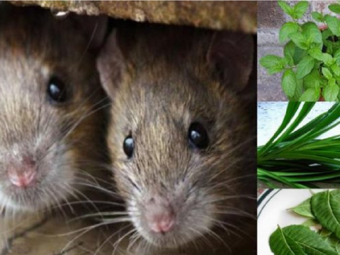 Ada Masalah Dengan Tikus? Gunakan 4 Jenis Daun Ini Untuk Menghalau Tikus dengan Mudah