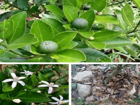 Hanya Guna Petua Letak Daun Kering, Dalam Masa 2 Minggu Pokok Limau Mula Keluarkan Putik