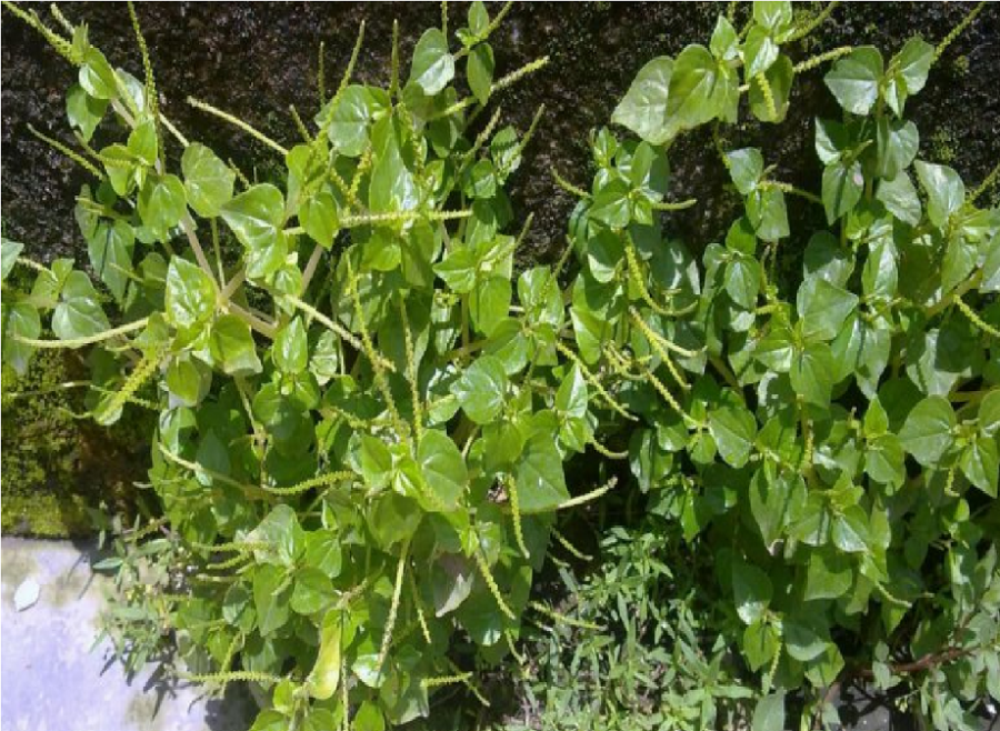 Ramai Tak Tahu Khasiat Daun Ketumpang Air Selain Dari Sedap Buat Ulam Dapat Merawat Kayap Dan Gout