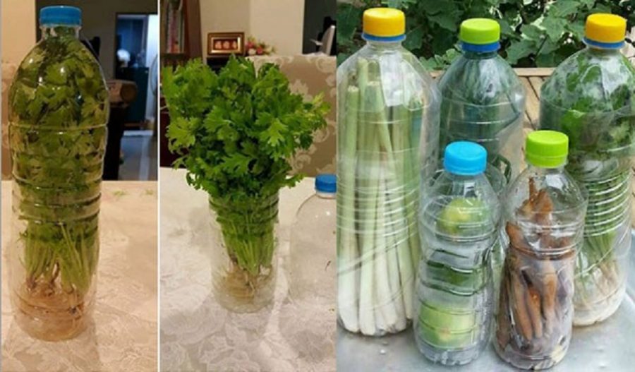 Dengan Hanya Guna Botol Air Terbuang Dapat Jadikan Sayur Tahan Lebih Lama Dan Segar. Cukup Mudah!