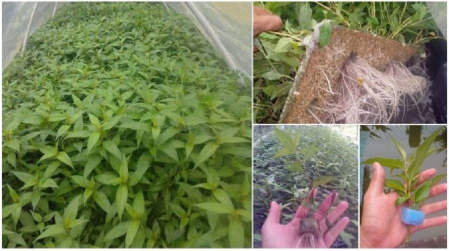 Hanya Guna 3 Bahan Ni Je Boleh Tanam Pokok Daun Kesum Di Rumah Dengan Cara Yang Sangat Mudah