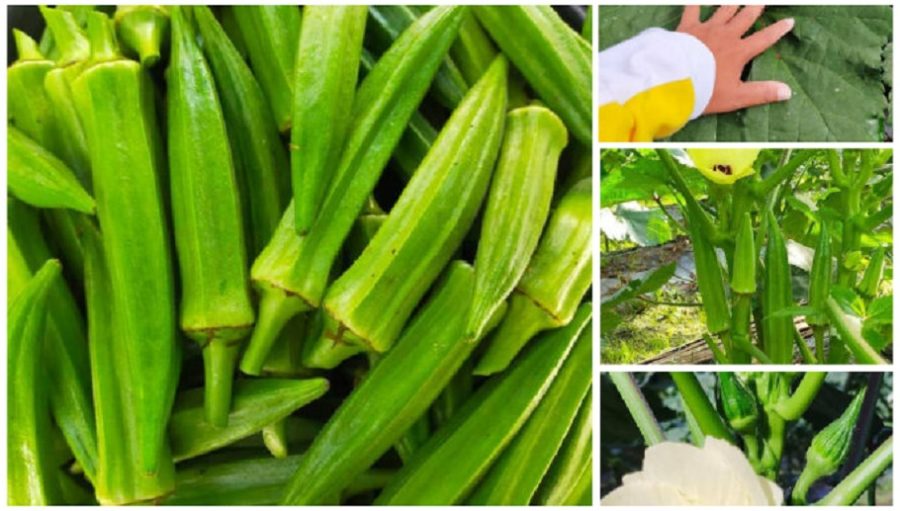 Tips Untuk Tanam Pokok Bendi Di Halaman Rumah Yang Sihat & Boleh Dapat Buah Banyak