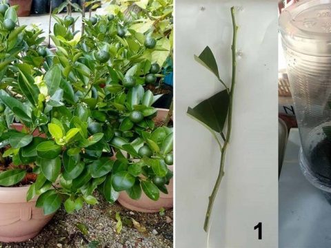 Baru Tahu Cara Tanam Pokok Limau Kasturi Dalam Pasu, Dengan Cucuk Ranting Dalam Tanah Sahaja