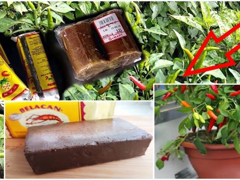 Boleh Cuba Kaedah Buat ‘Air Penggalak’ Untuk Pokok Cili Supaya Berbuah Lebat Dan Tahan Penyakit