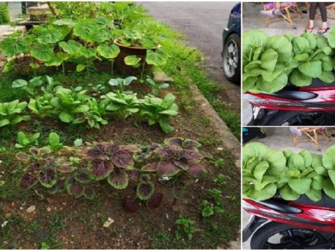 Dengan Hanya Guna Baja Bahan Di Dapur Sahaja Dapat Hasilkan Tanaman Sayur Pak Choy Yang Subur Dan Gemuk