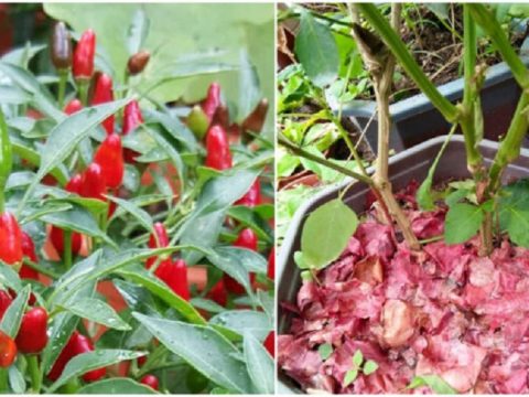 Jangan Buang Kulit Bawang Merah Tau. Rupanya Ada Banyak Manfaat Pada Tanaman Yang Ramai Tak Tahu