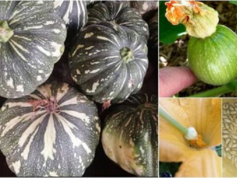 Ketahui Cara Betul Tanam Pokok Labu Pasti Dapat Menghasilkan Buah Yang Banyak dan Bersaiz Besar