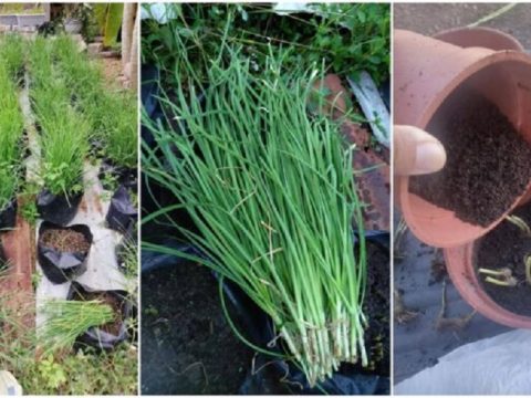 Berbaloi Tanam Pokok Kucai Di Rumah Hanya Ikut Kaedah Ini Kucai Boleh Jadi Gemuk dan Segar