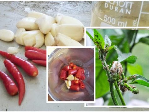 Tolong Jangan Membazir Duit! Begini Cara Buat Racun Serangga Organik Guna Cili & Bawang Putih!