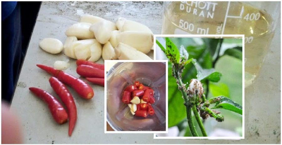 Tolong Jangan Membazir Duit! Begini Cara Buat Racun Serangga Organik Guna Cili & Bawang Putih!